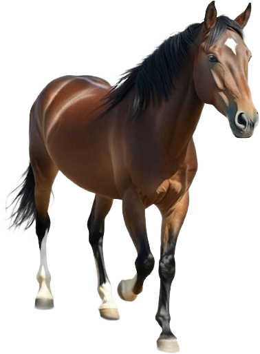 Horse concept